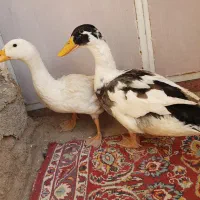اردک هردوتا یک میلیون و پانصد