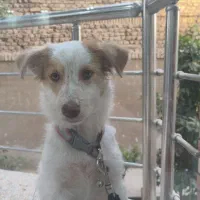 سگ خونگی