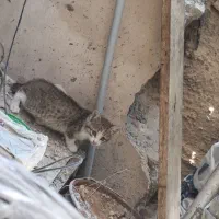 واگذاری بچه گربه