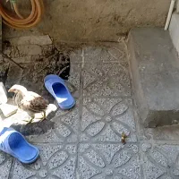 یک عددجوجه گلین