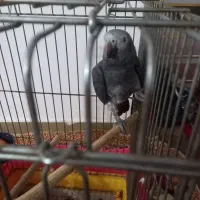 کاسکوقبمت ۵۰میلیون