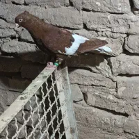 رنگی