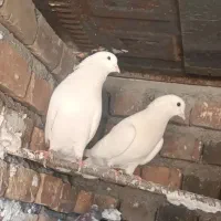 کبوتر پرشی ۹ ساعته با برگه ضمانت