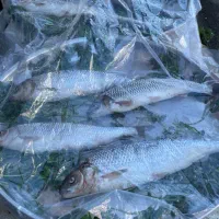 ماهی سفید صید روز