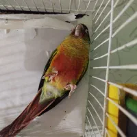 گرینچیک و عروس هلندی