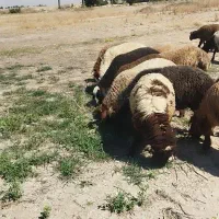 میش عربی