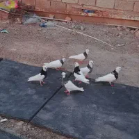 کبوترطوقی
