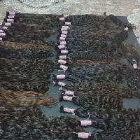 خریدار اصلی مو بدون واسطه در سراسر مازندارن