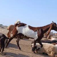 بز افغانی وبز نجدی دوقلوزا با ۳ کره در سربندر