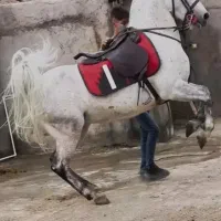 مادیان اصیل رفسنجان