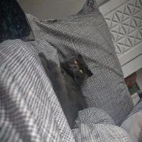 گربه ماده بریتیش اسکاتیس