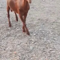 کهره نر صلاله اصل زات دوقلو