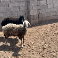 بره ماده