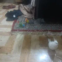 طوطی برزیلی جفت خورده بهترین رنگ