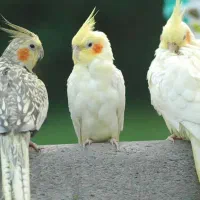 عروس هلندی پیدا شده