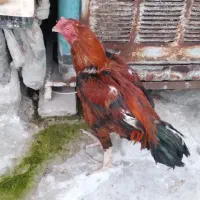 خروس لاری