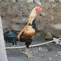 جوجه لاری