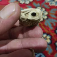 فسیل قارچ چندمیلیون ساله نایاب وتک|کلکسیون اشیاء عتیقه|شیراز, بازار|دیوار