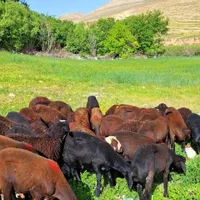 بنام خدا به تعدادی ۳۵راس بره قزل افشار پای پروار