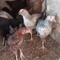 تعدادی جوجه شوره ای