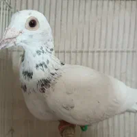 کبوتر سار