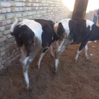 گوساله ماده