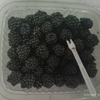 تمشک لوکس (بسته‌بندی بهداشتی) / دست‌چین امروز