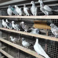 کبوتر غریبگیری خاص