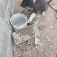توله سگ سراب اصل