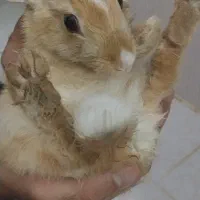 خرگوش اهلی