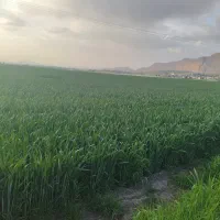 گندم