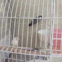 فنچ نرگسی