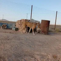سگ سرابی