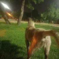 توله سراب