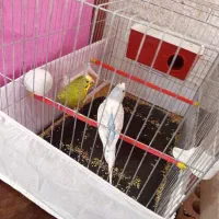 پرنده