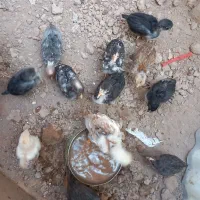 جوجه مرغ خروس گلیل زیر مرغی