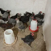 جوجه خروس