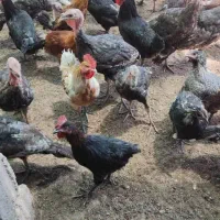جوجه مرغ و خروس وجوجه بوقلمون محلی