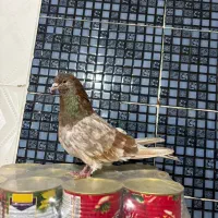 سرور نر‌|پرنده|اردبیل, |دیوار