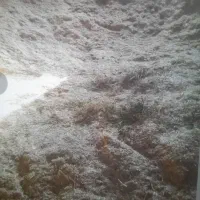 کاه سفید(آبی)