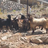 بزغاله چاق