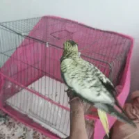 جوجه عروس سرلاکی