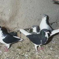 کفتر|پرنده|محمدیه-قزوین, |دیوار
