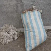 پشم گوسفند