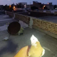 کبوتر طوقی