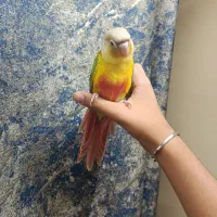 گرینچیک دبل رد فول دستی