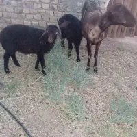 بره ماده افشار