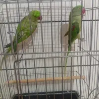شاه طوطی نر و ماده