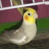 جفت عروس هلندی