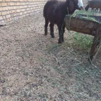 بره نر
